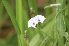 Convolvulus crenatifolius