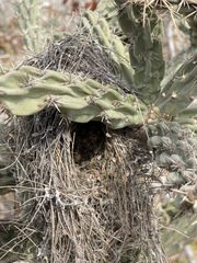 Campylorhynchus brunneicapillus