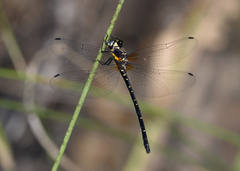 Eusynthemis nigra
