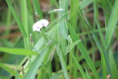 Convolvulus crenatifolius