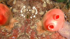 Cnemidocarpa finmarkiensis