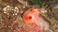 Cnemidocarpa finmarkiensis