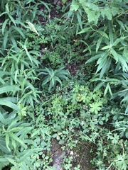 Acer glabrum glabrum