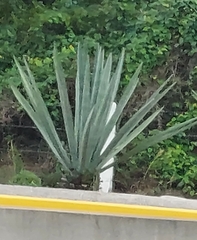 Agave fourcroydes