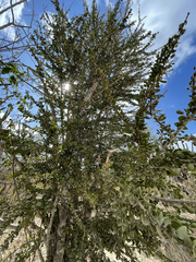 Randia obcordata