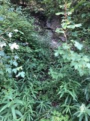 Acer glabrum glabrum