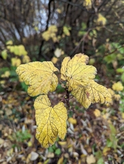 Ribes sanguineum