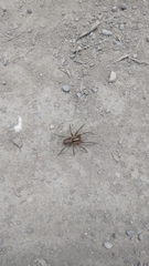 Centroctenus brevipes