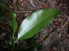 Endiandra compressa