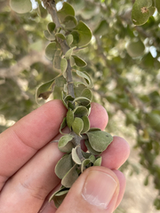 Randia obcordata