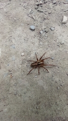 Centroctenus brevipes