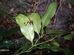 Endiandra compressa