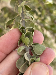 Randia obcordata