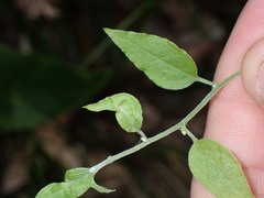 Ozothamnus bidwillii