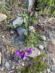 Lathyrus nervosus