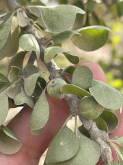 Randia obcordata