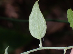 Ozothamnus bidwillii