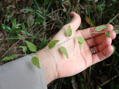 Ozothamnus bidwillii