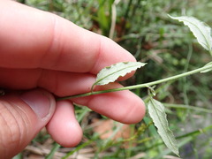 Ozothamnus bidwillii