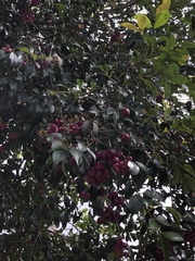 Syzygium paniculatum