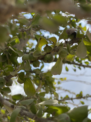 Randia obcordata