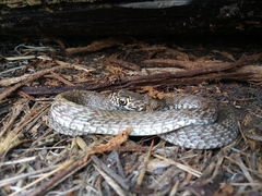 Masticophis flagellum testaceus