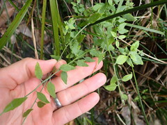 Ozothamnus bidwillii