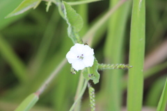 Convolvulus crenatifolius