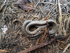 Masticophis flagellum testaceus