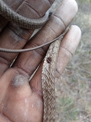 Masticophis flagellum testaceus