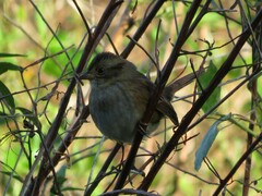 Melospiza georgiana georgiana