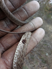 Masticophis flagellum testaceus
