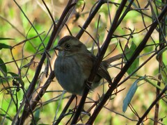 Melospiza georgiana georgiana