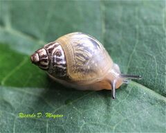 Simpulopsis eudioptus