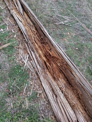 Masticophis flagellum testaceus