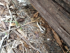 Masticophis flagellum testaceus