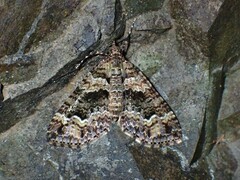 Crasilogia gressitti