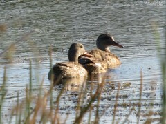 Mareca strepera strepera