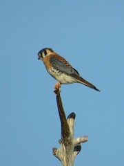 Falco sparverius sparverius