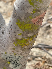 Chrysothrix xanthina