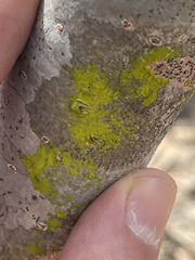 Chrysothrix xanthina