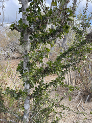 Randia obcordata