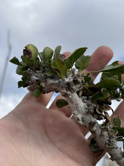 Randia obcordata