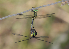 Austrogomphus prasinus