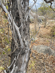 Nahuatlea arborescens