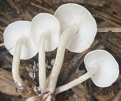 Ossicaulis