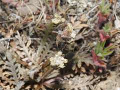 Lepidium solandri