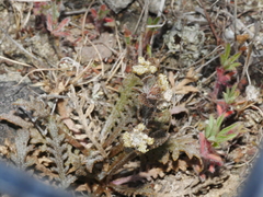 Lepidium solandri