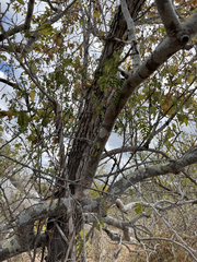Nahuatlea arborescens