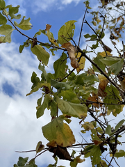Nahuatlea arborescens